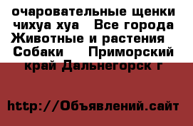 очаровательные щенки чихуа-хуа - Все города Животные и растения » Собаки   . Приморский край,Дальнегорск г.